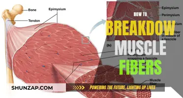 Breaking Down Muscle Fibers: The Ultimate Guide