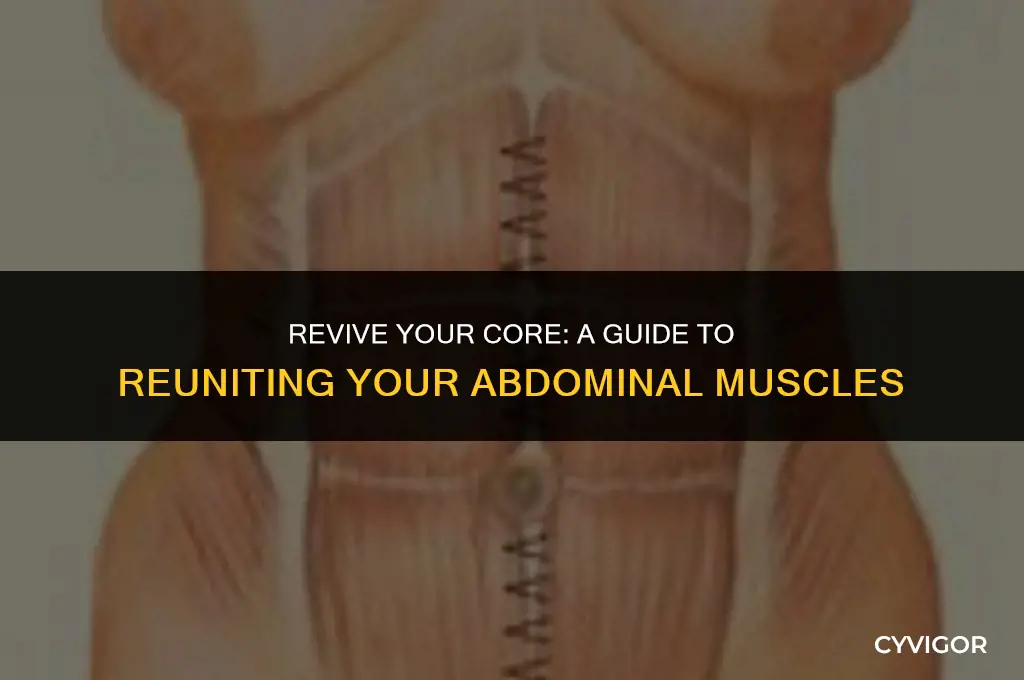 how to bring abdominal muscles back together
