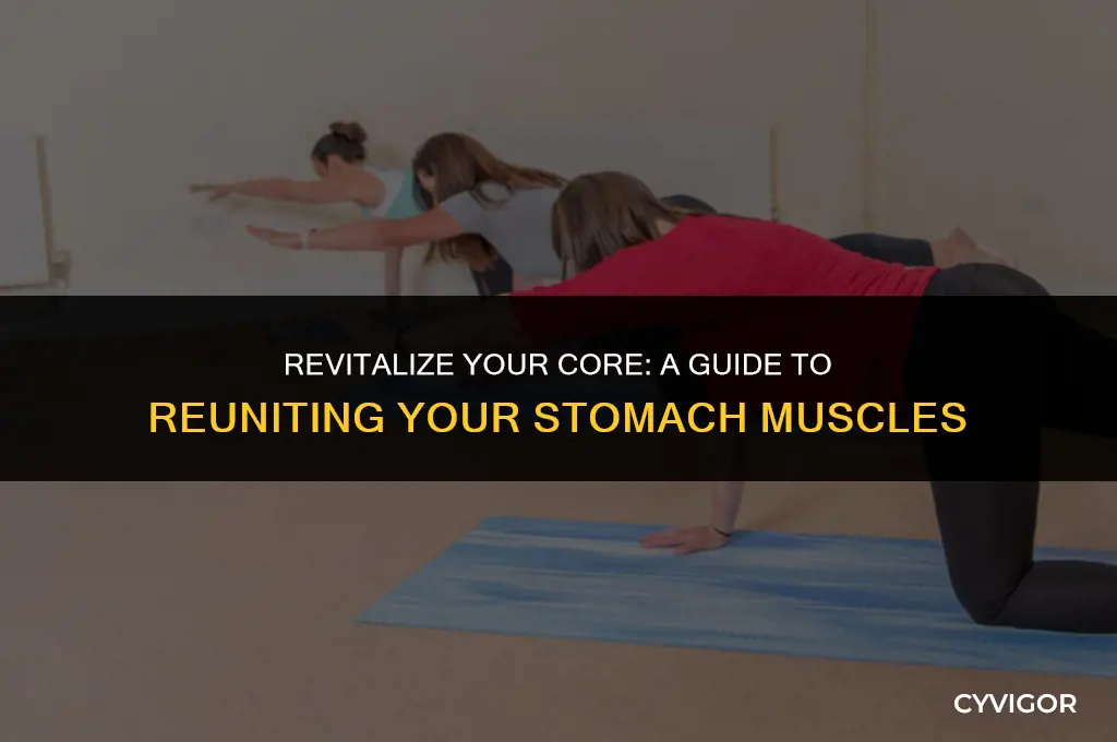 how to bring stomach muscles back together
