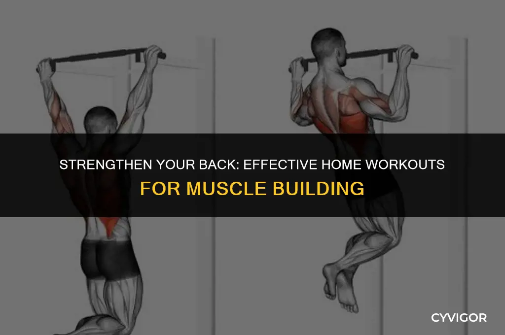 how to build back muscle at home