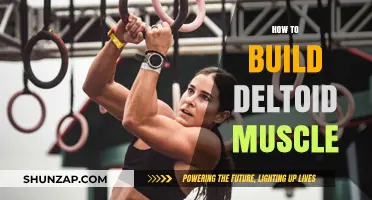 Sculpting Strong Deltoids: A Comprehensive Guide to Building Shoulder Muscles