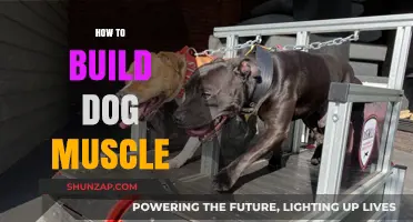 Strength Training for Canines: A Guide to Building Dog Muscle
