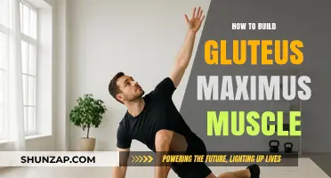 Sculpting Strength: A Guide to Building Your Gluteus Maximus