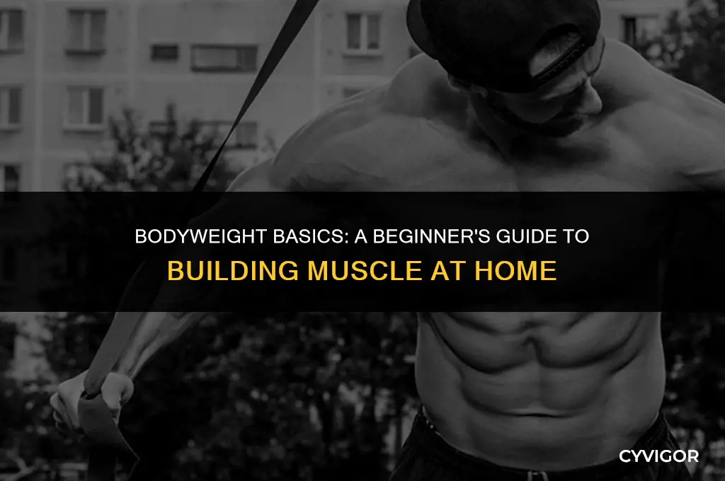 how to build muscle at home without equipment for beginners