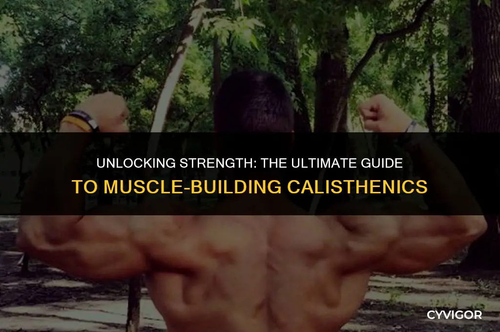 how to build muscle calisthenics
