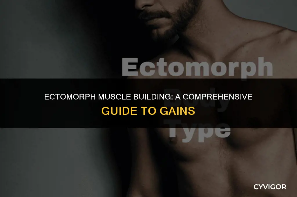 how to build muscle ectomorph
