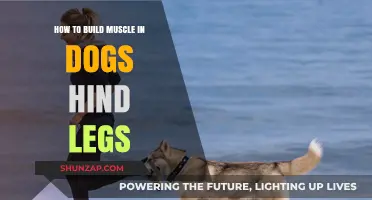 Strengthening Your Dog's Hind Legs: A Guide to Canine Muscle Building