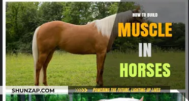 Equine Fitness: A Guide to Building Muscle in Horses