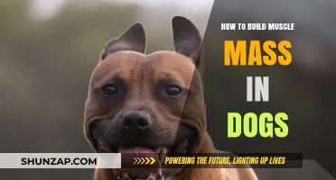 Canine Fitness: A Guide to Safely Building Muscle Mass in Dogs
