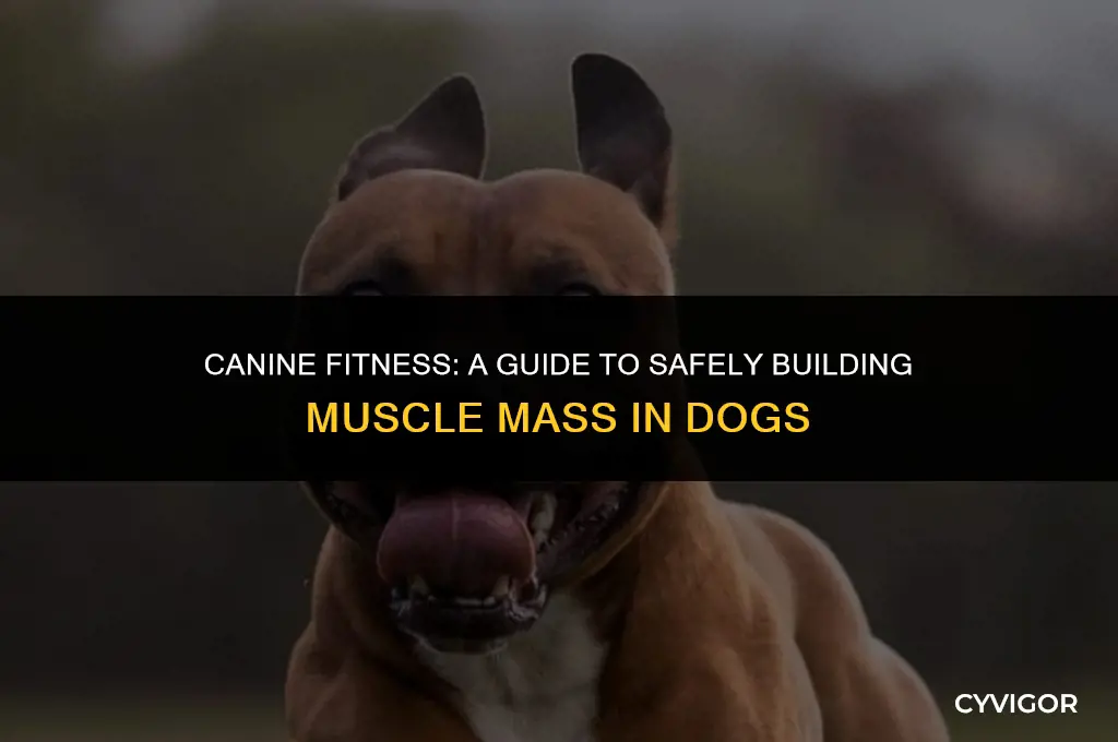 how to build muscle mass in dogs