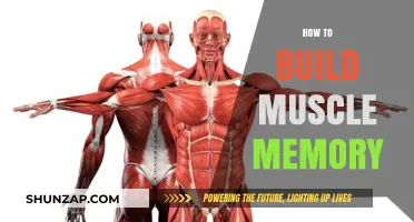 Unlocking Strength: The Science Behind Building Muscle Memory