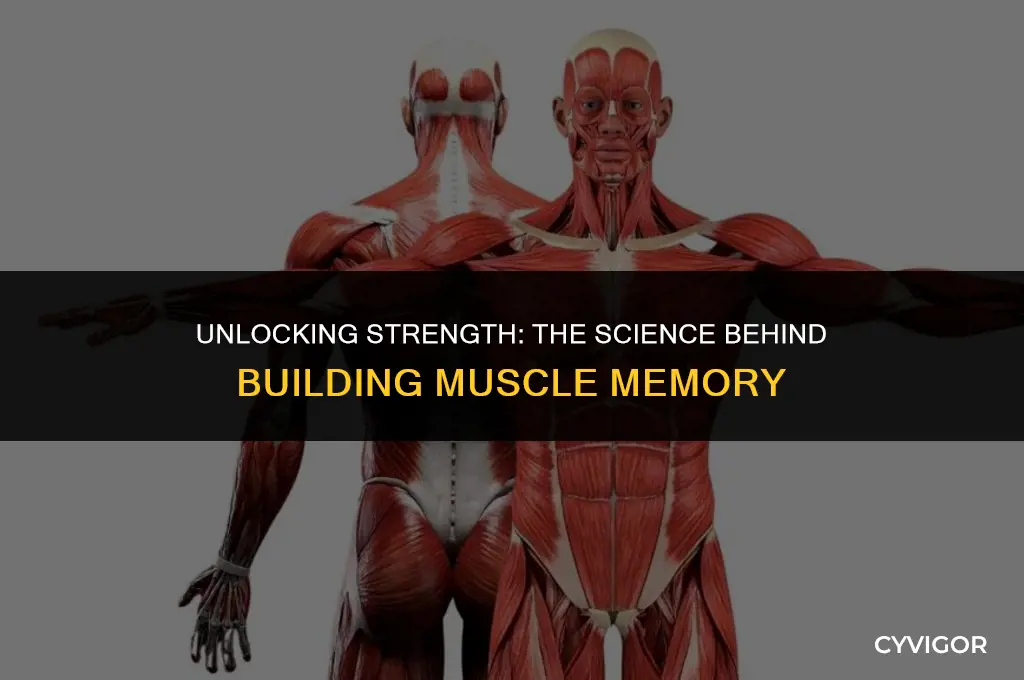 how to build muscle memory