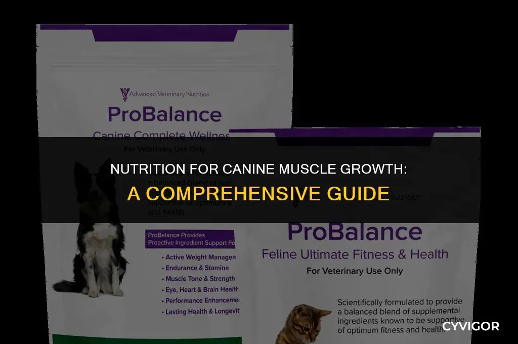 how to build muscle on a dog with food