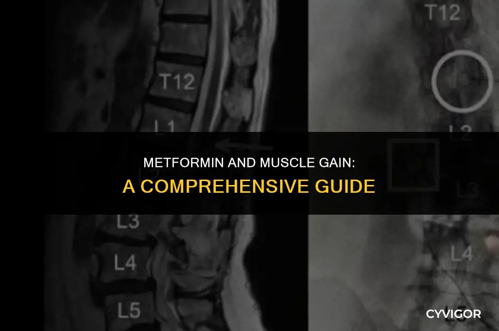 how to build muscle while on metformin