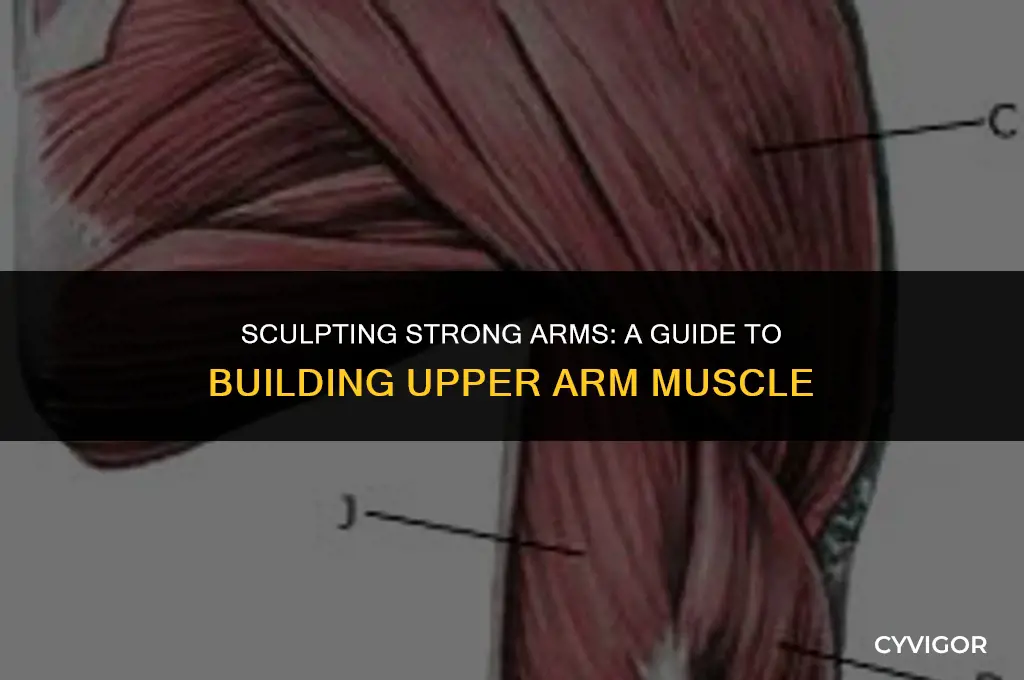how to build upper arm muscle