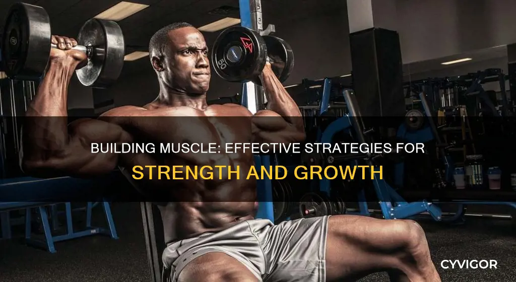 how to buold muscle