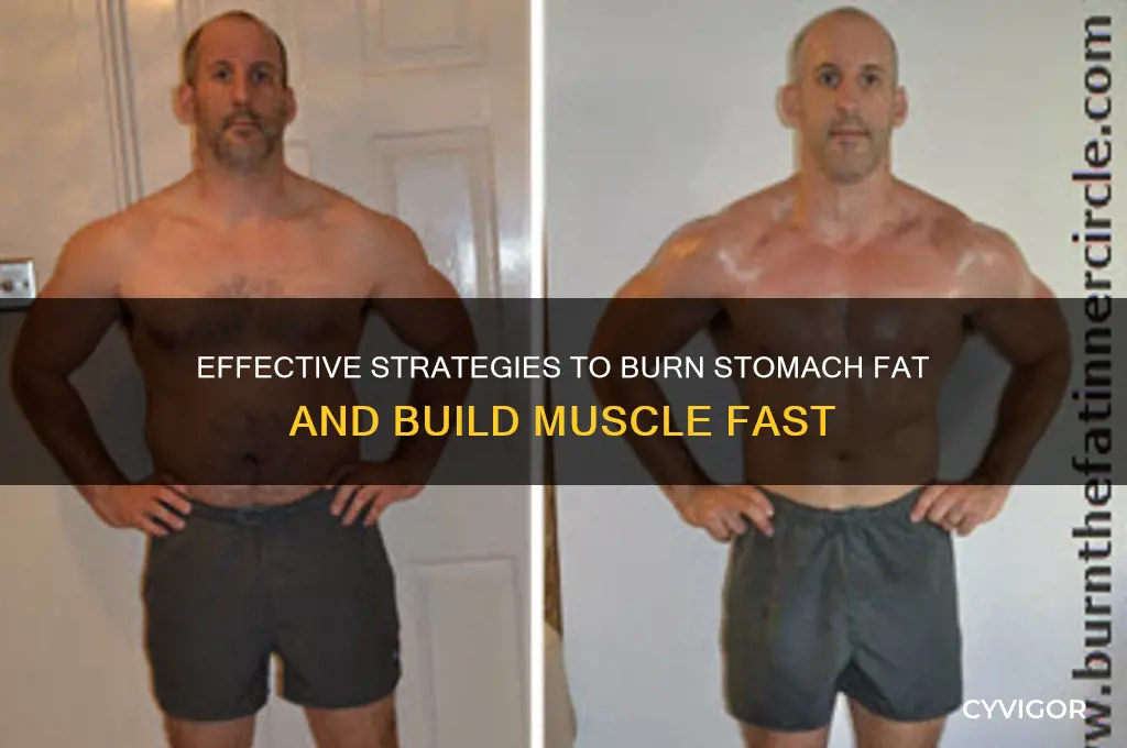 how to burn stomach fat and gain muscle