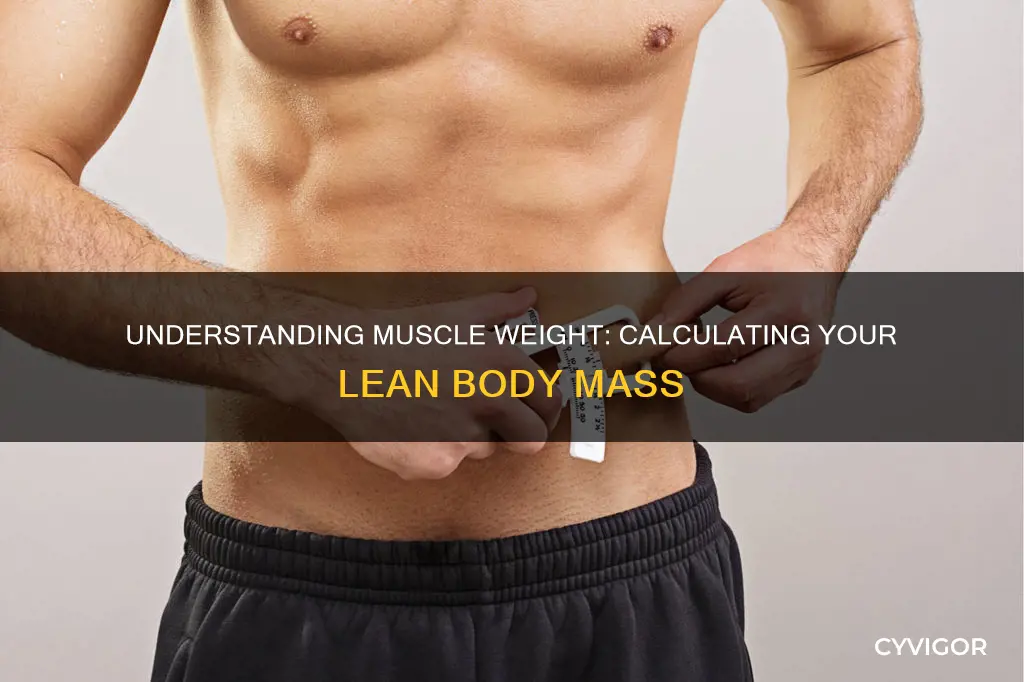 how to caculate muscle weight