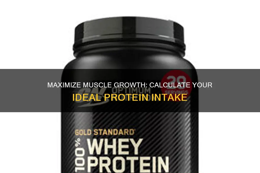 how to calculate how much protein to gain muscle