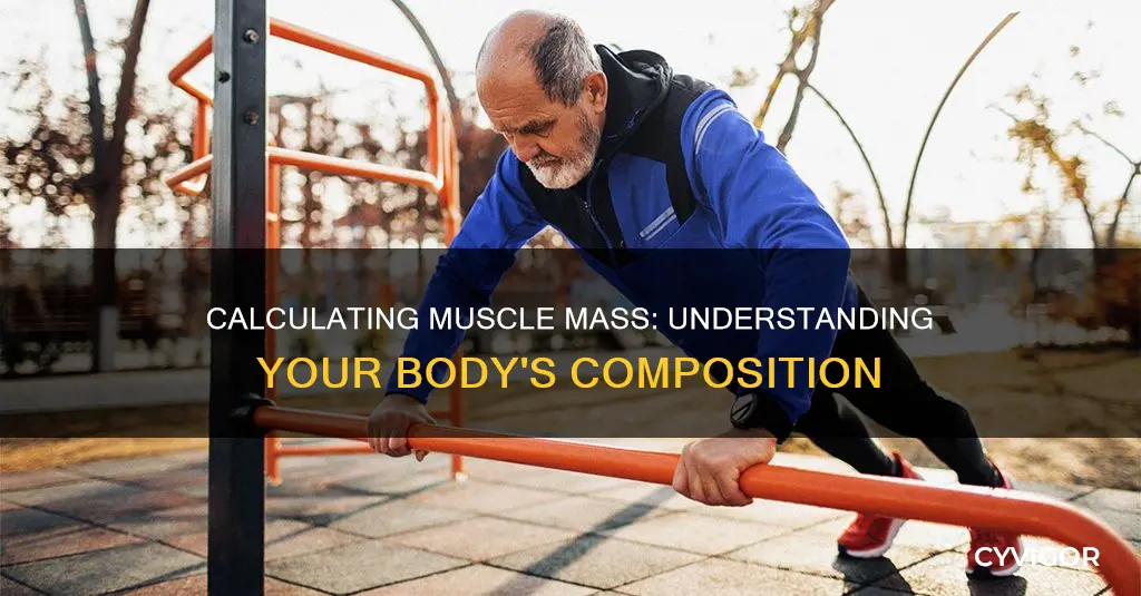 how to calculate muscle masss