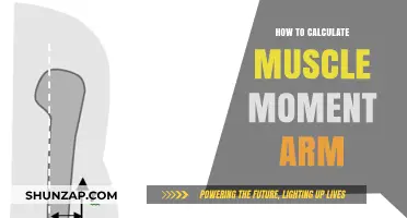 Mastering Muscle Moment Arm Calculations: A Step-by-Step Guide