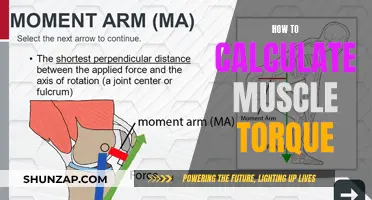 Understanding Muscle Torque: Calculating the Power Behind Movement