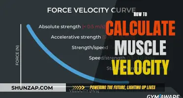 Calculating Muscle Velocity: Understanding the Science Behind Movement
