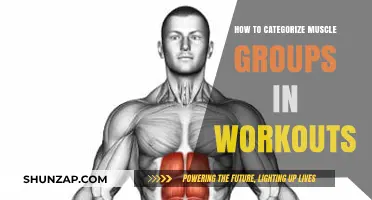 Mastering Muscle Group Categorization for Effective Workout Planning