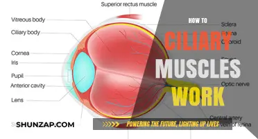 Understanding Ciliary Muscles: How They Control Eye Focus and Vision
