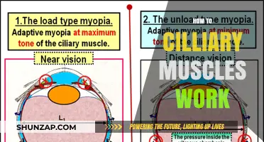 Understanding the Role and Function of Ciliary Muscles in Vision
