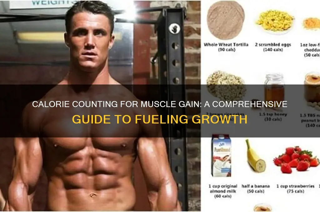 how to count calories for muscle gain