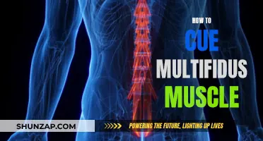 Activating Your Multifidus Muscle: A Step-by-Step Guide