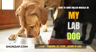 Effective Pulled Muscle Remedies for Your Lab Dog's Quick Recovery