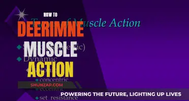 Understanding Muscle Action: Decoding Movement and Function