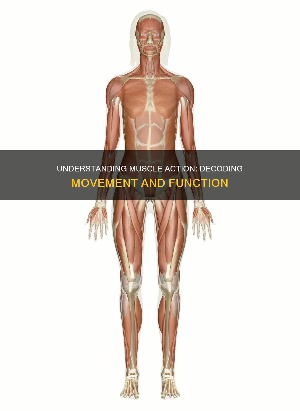 how to deerimne muscle action