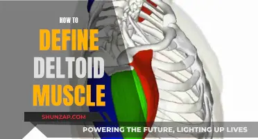 Understanding the Deltoid Muscle: Definition and Functionality