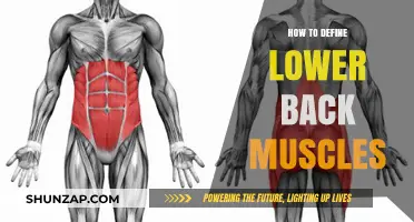 Understanding Lower Back Muscles: A Comprehensive Guide