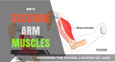 Mastering Arm Muscle Anatomy: A Comprehensive Guide to Describing Definition