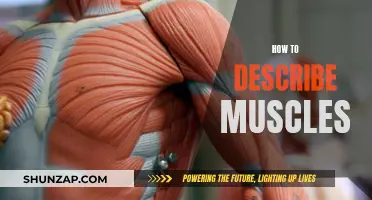 Describing Muscles: A Guide to Powerful Anatomy Descriptions