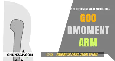 Understanding Muscle Mechanics: Identifying the Ideal Moment Arm for Strength