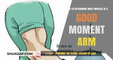 Understanding Moment Arms: Key to Identifying Optimal Muscles for Strength