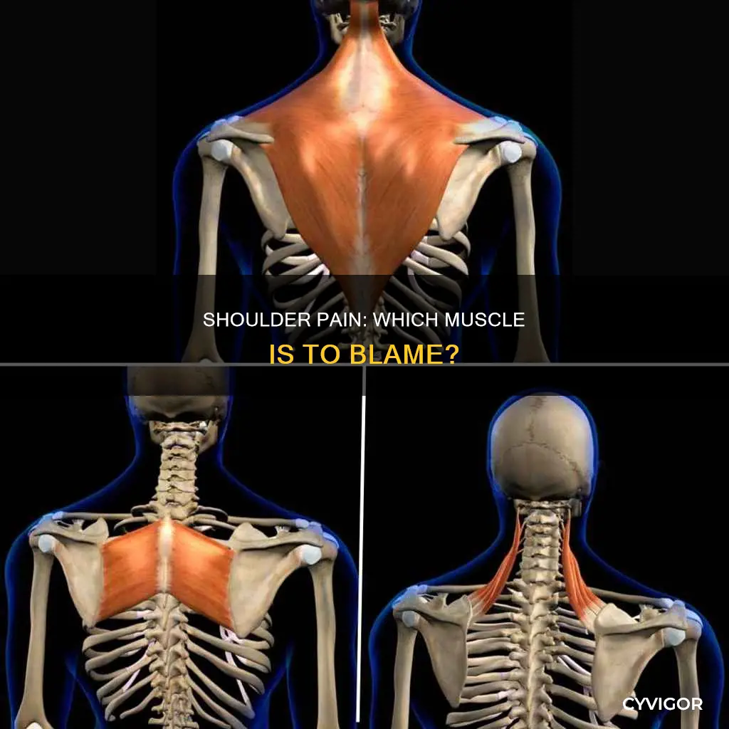 how to determine what shoulder muscle is causing pain