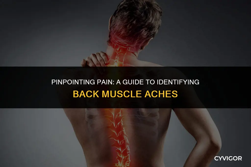 how to determine which back muscle hurts
