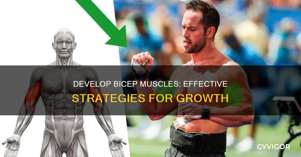 how to develop bicep muscles