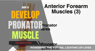 Developing the Pronator Muscle: A Comprehensive Guide