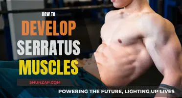 Developing the Serratus Muscles: A Comprehensive Guide