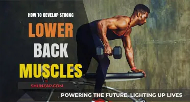 Strengthen Your Core: A Guide to Developing Powerful Lower Back Muscles