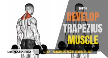 Develop Your Trapezius: Workout and Diet Tips for Growth