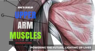 Effective Upper Arm Muscle Building: Tips and Exercises for Strength