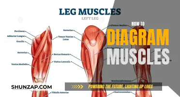 Diagramming Muscles: A Step-by-Step Guide to Mastery